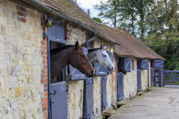 Horses for Sale in Northern Ireland