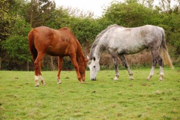 Buying a Horse in Northern Ireland: What to Know
