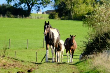 A New Horse Finder: Finding Horses for Sale in Northern Ireland